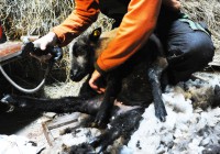 /album/fotogalerie-shetlandske-ovce/strihani-na-farme-melnik-foto-grocholova-8524-jpg1/